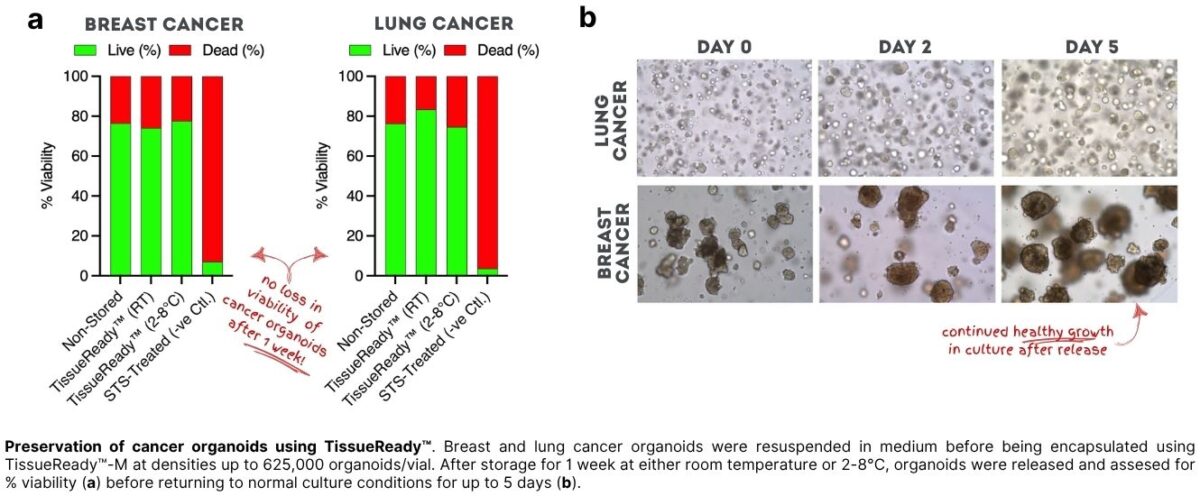 <a href=https://www.atelerix.co.uk/wp-content/uploads/2025/09/New-Figures-for-Website-TissueReady-Organoid-1200x496.jpg>View larger image</a>