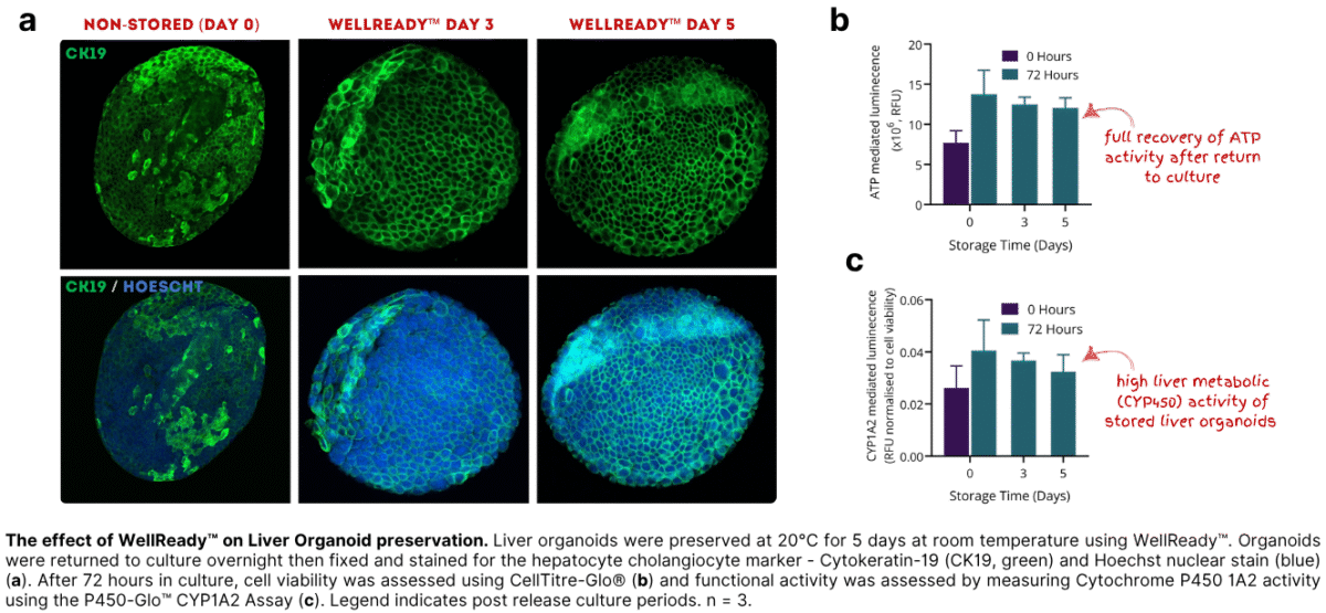 <a href=https://www.atelerix.co.uk/wp-content/uploads/2025/11/New-Figures-for-Website-WellReady-1200x555.png>View larger image</a>