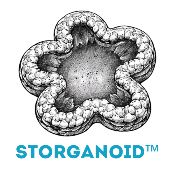 STORganoid logo