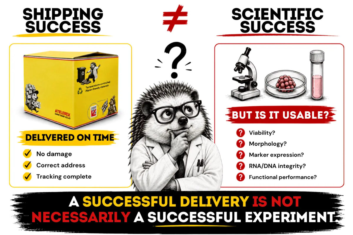 Shipping success versus scientific success infographic showing an Atelerix transport box, a scientist hedgehog and laboratory testing, highlighting that an on-time delivery does not necessarily mean the tissue sample is scientifically usable.
